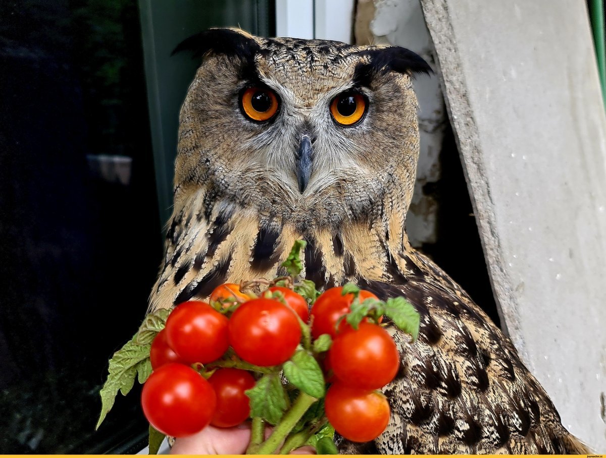 Сова помидор