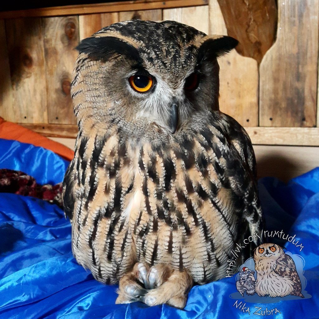 Тушино Филин ель