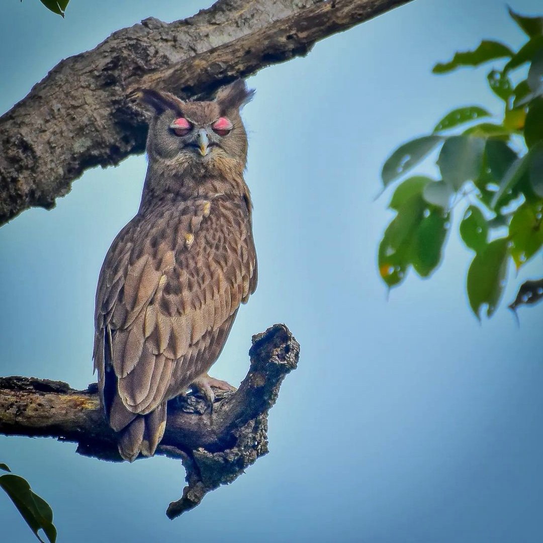 Коромандельский Филин, или тёмный Филин