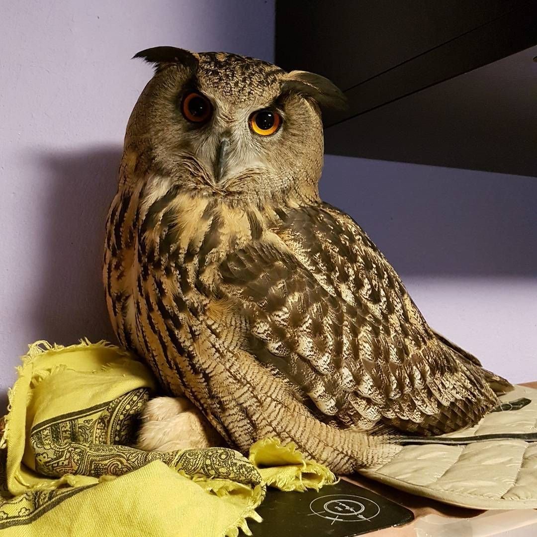 Сова Филин ёль