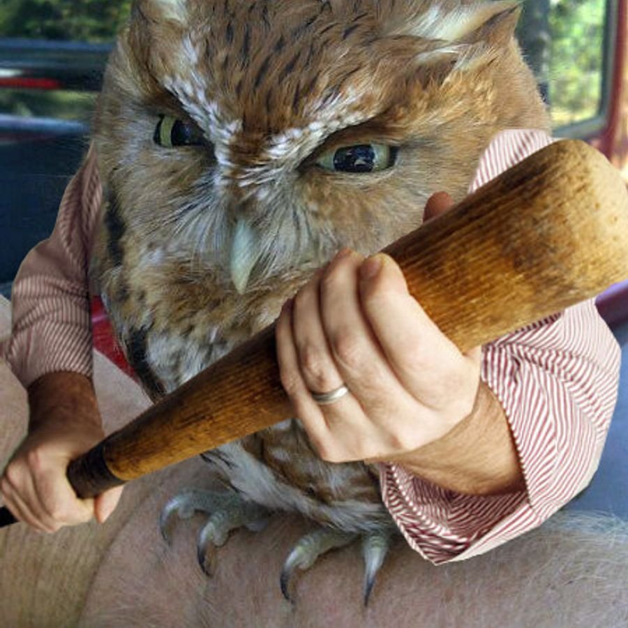 Сова с битой