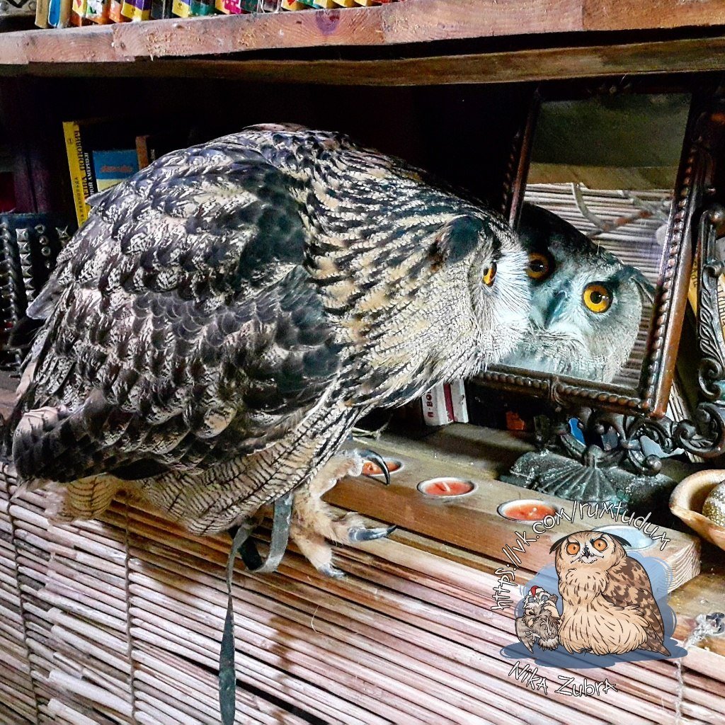 Тюмень деревня Филин