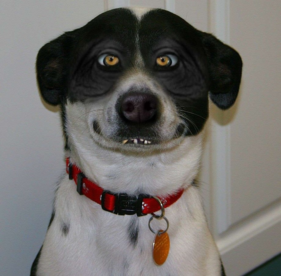 Чудная собака