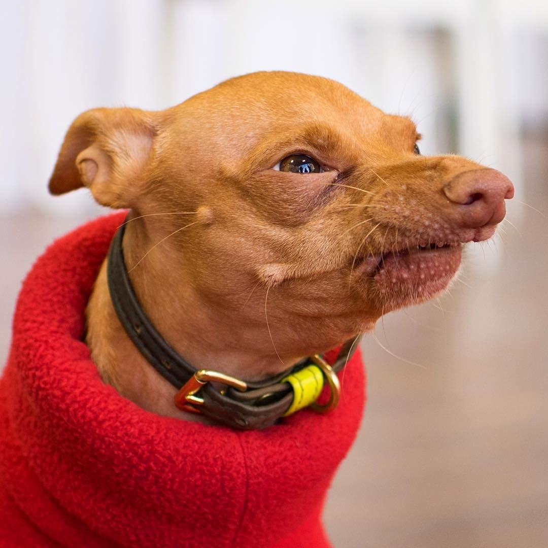 Собака которая очень громко дышит