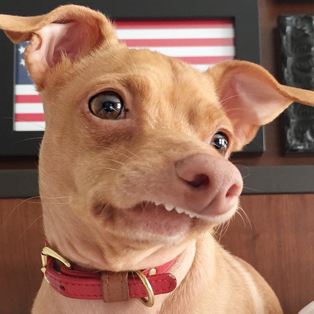 Шишколобый Гнидодав