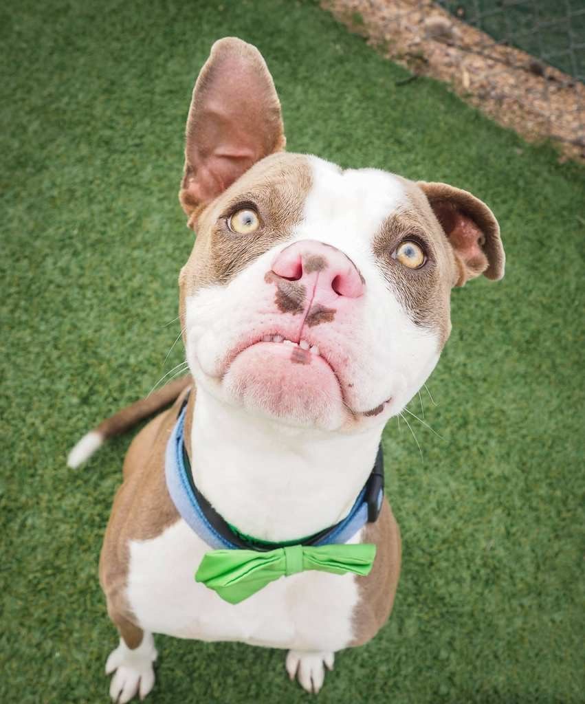 Необычные мордашки