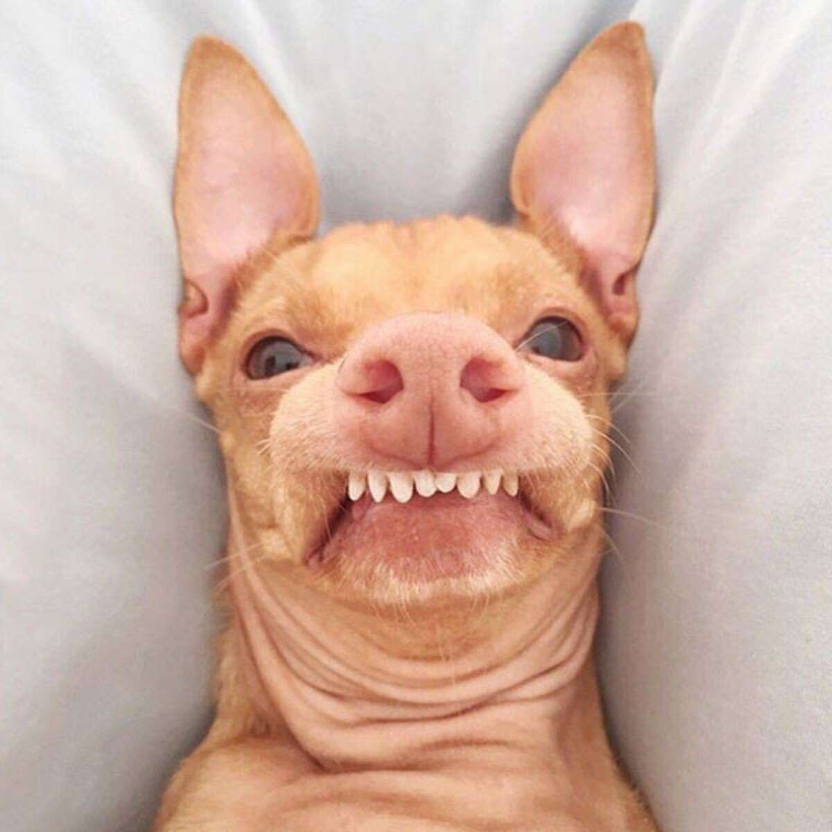 Собака с неправильным прикусом