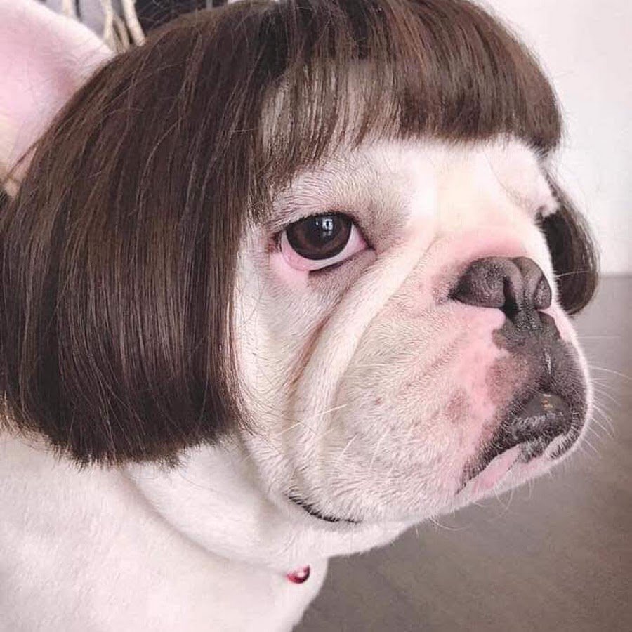 Собака в парике