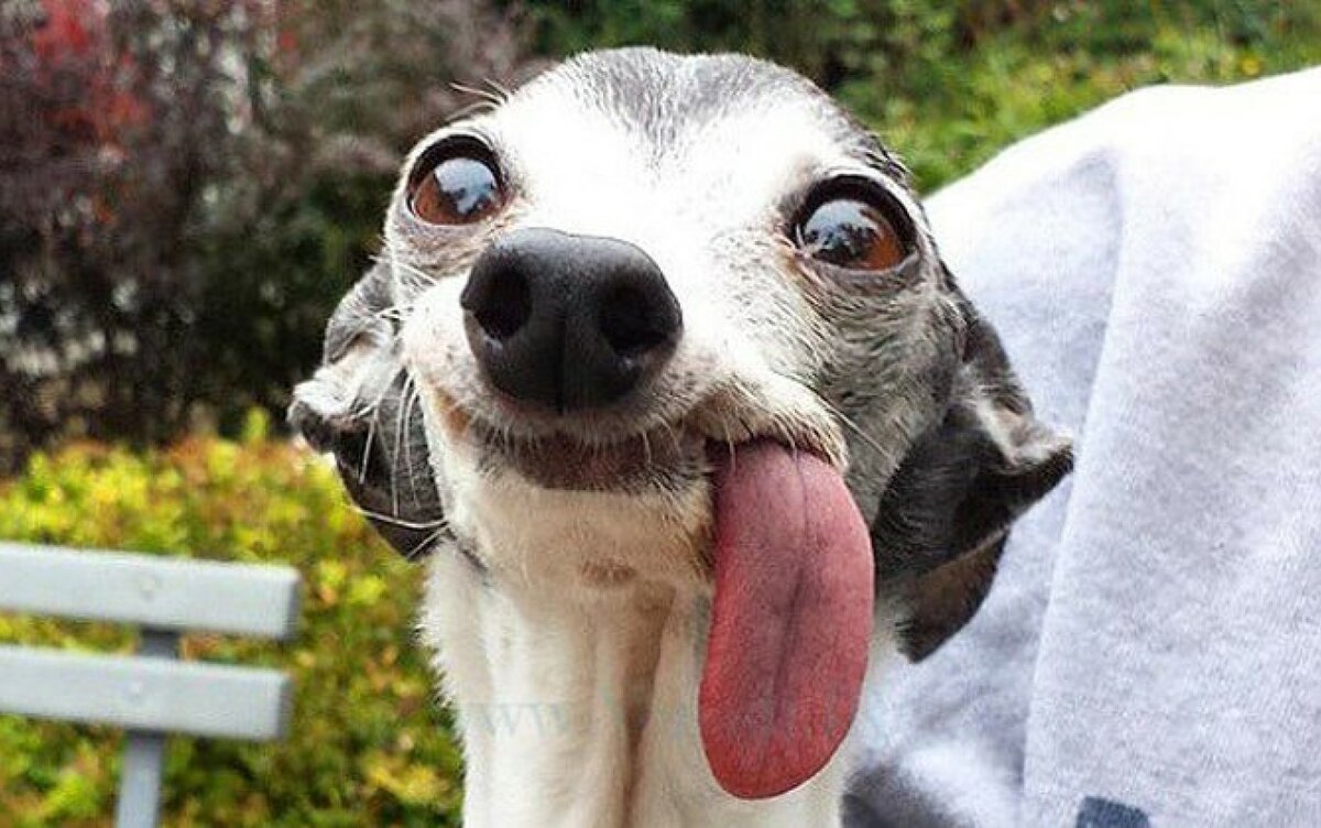 Сувако с высунутым языком