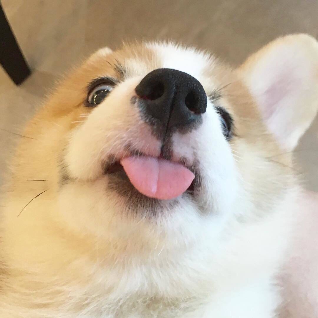 Корги с языком