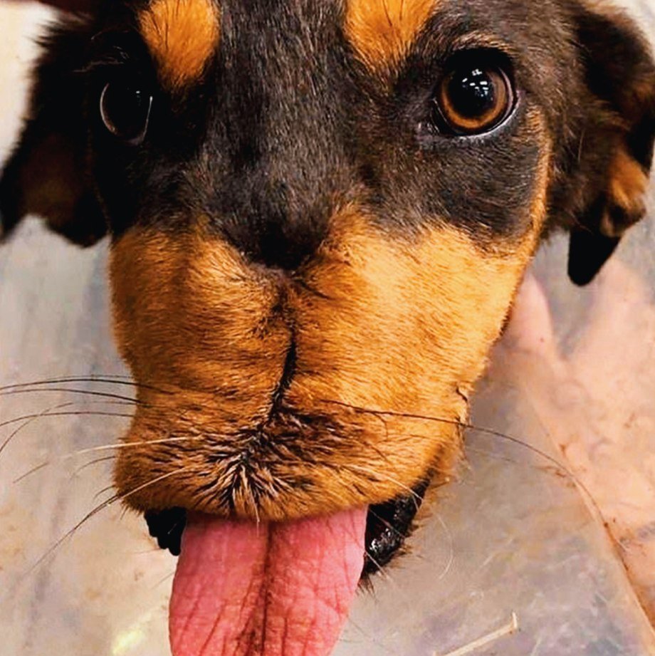 Собака с человеческими губами