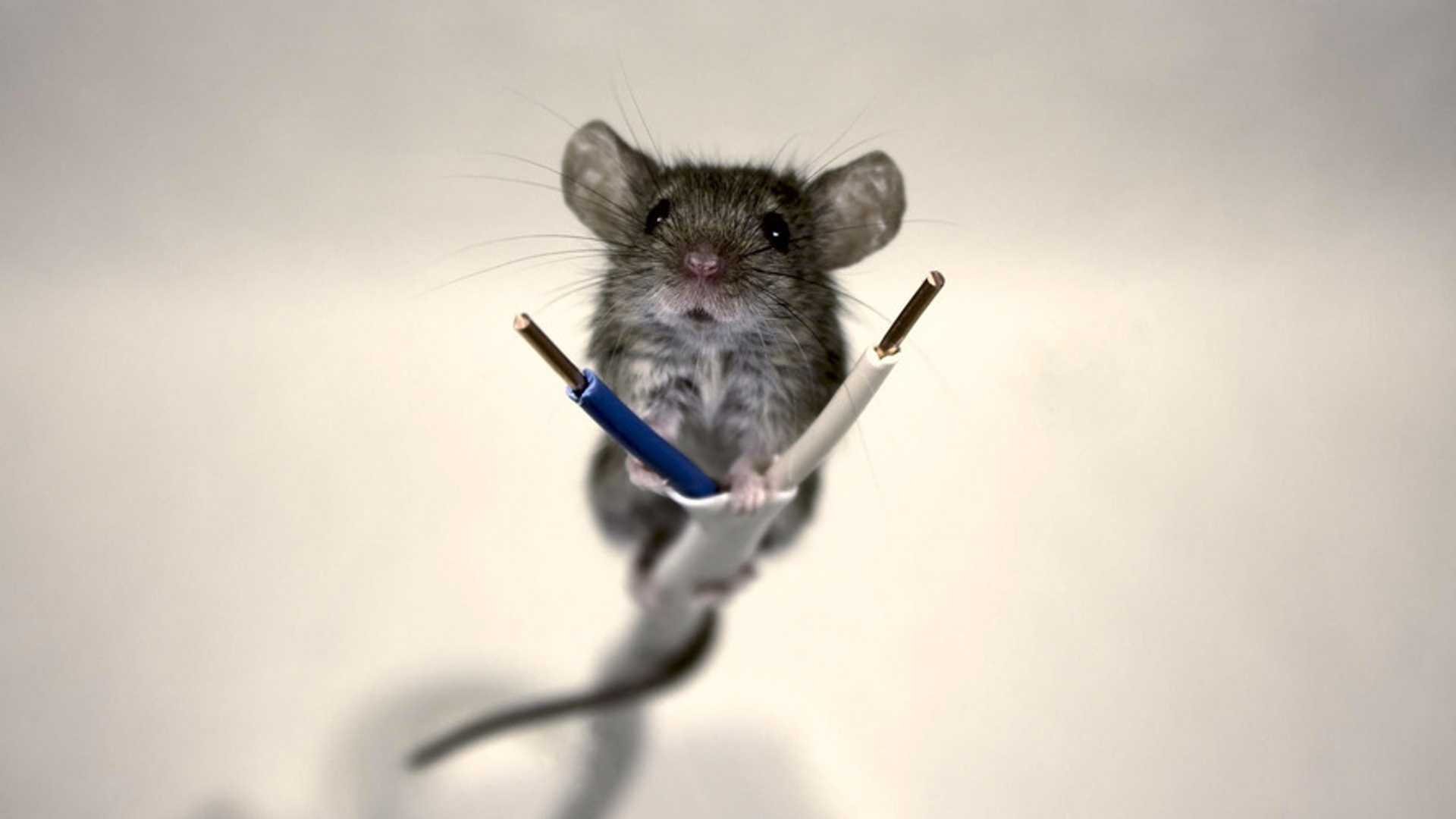 Мыши обгрызли. Смешная мышь. Мышь перегрызла проводку. Смешные мышки. Мышь с проводом.