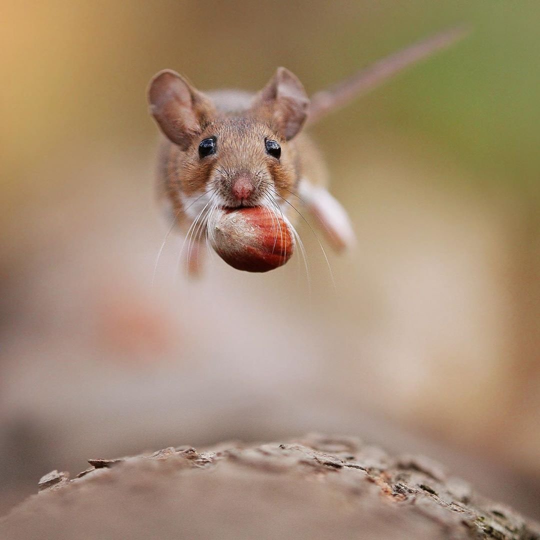 Мышки плачу. Мышка. Мышь прыгает. Любопытный мышонок. Мышка с мышатами.