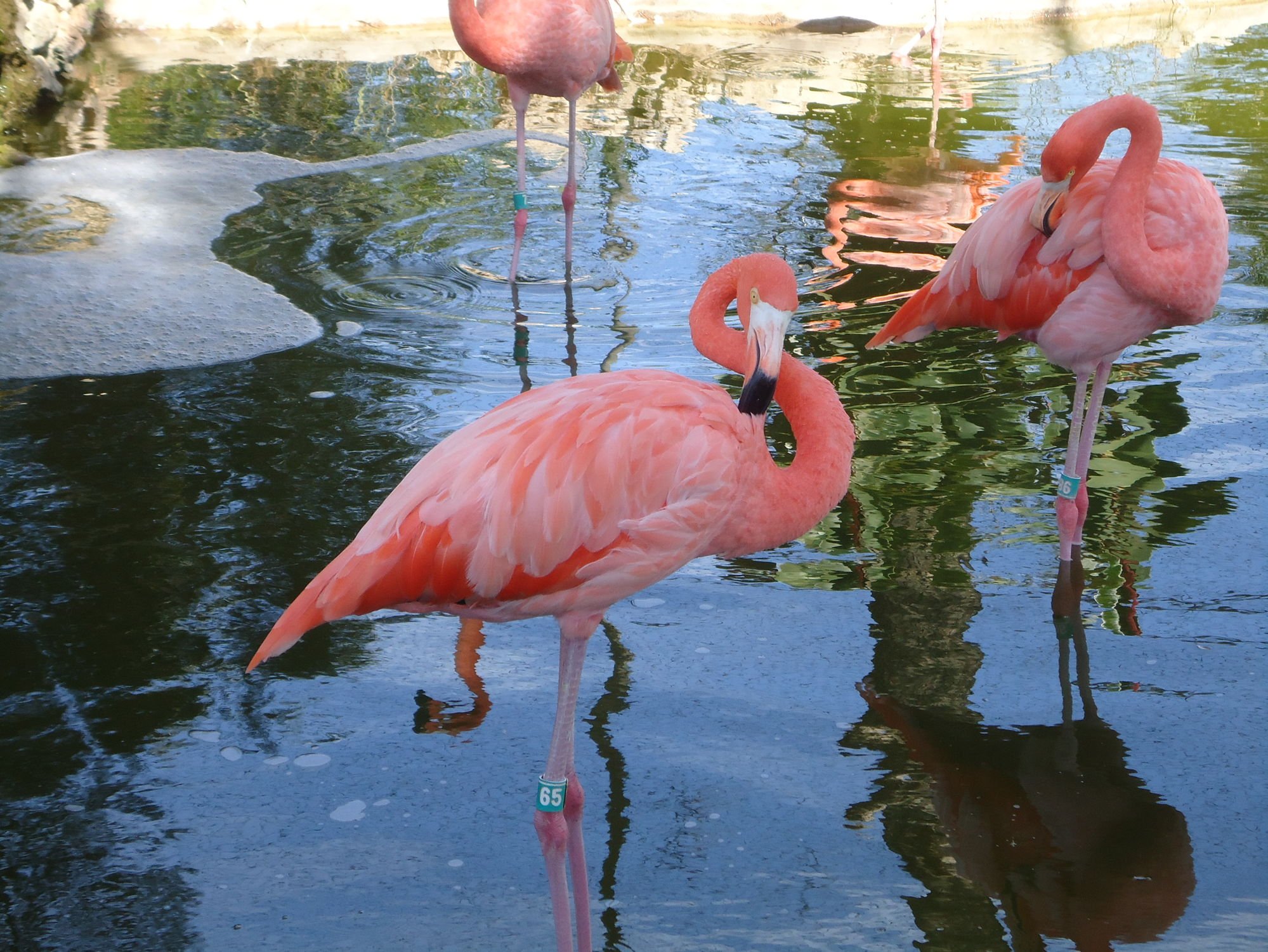 Фламинго интересная. Фламинго обыкновенный розовый. Розовый Фламинго птица. Карликовый Фламинго. Родина Фламинго розовых.