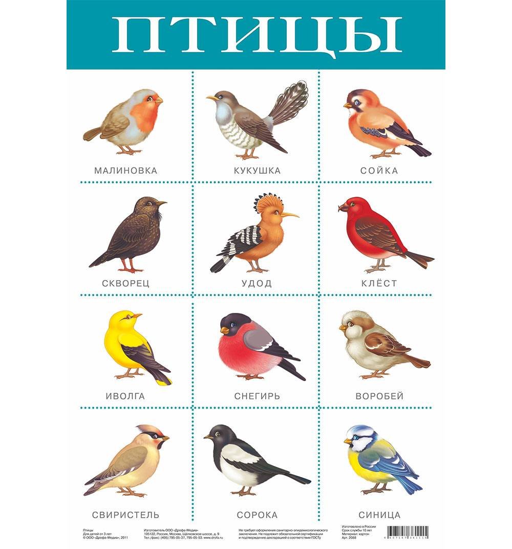 Плакат птицы