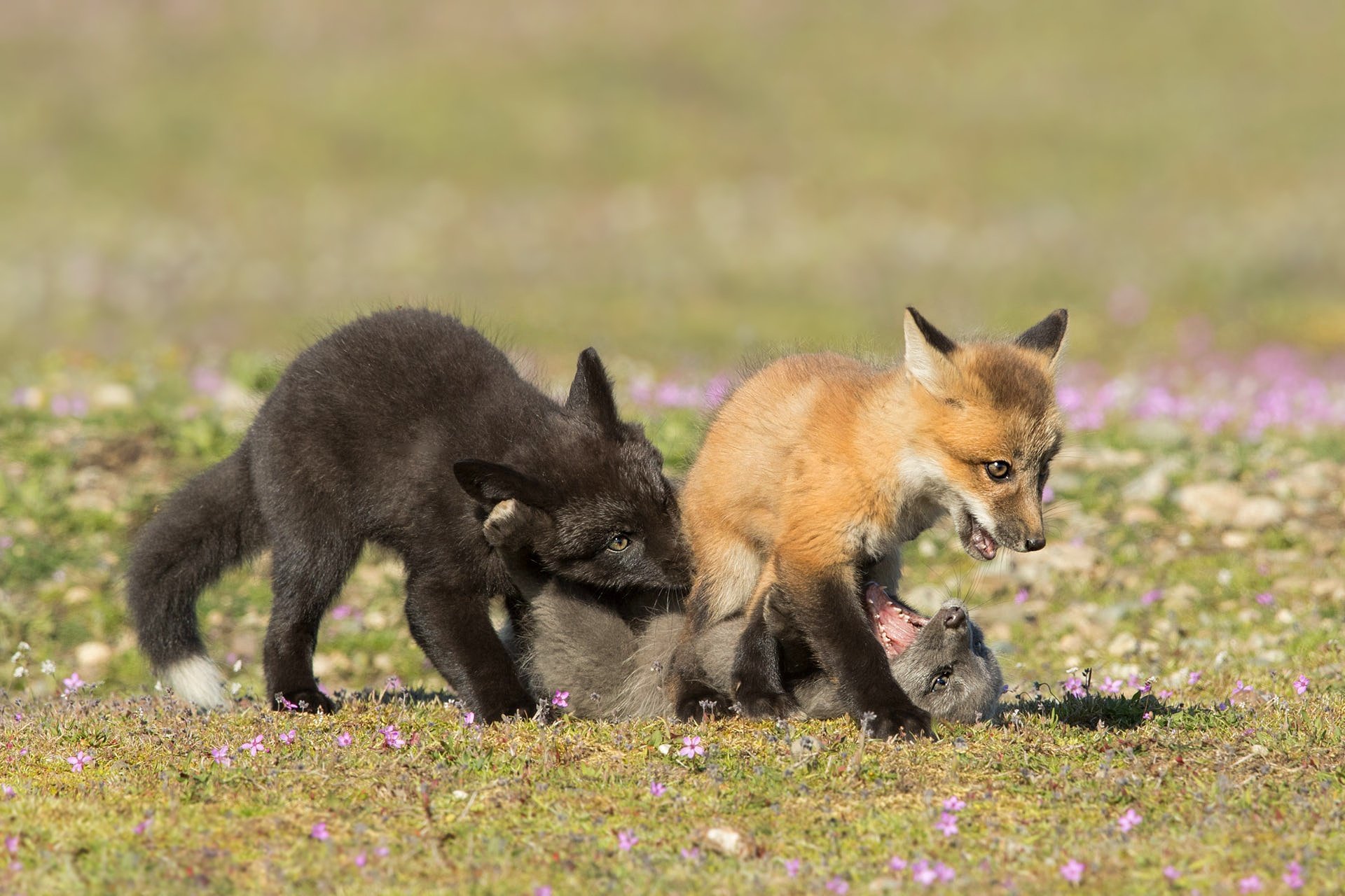 Those are foxes. Лиса. Фото лисы. Лисица с лисятами. Лисята фото.