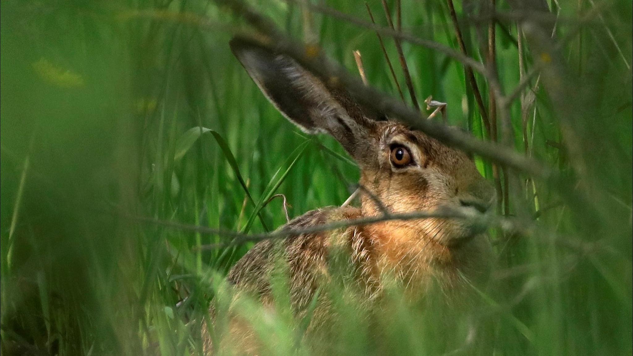 Зайчики дрожать. Заяц под кустом. Заяц в лесу. Заяц прячется. Заяц прячется под кустом.