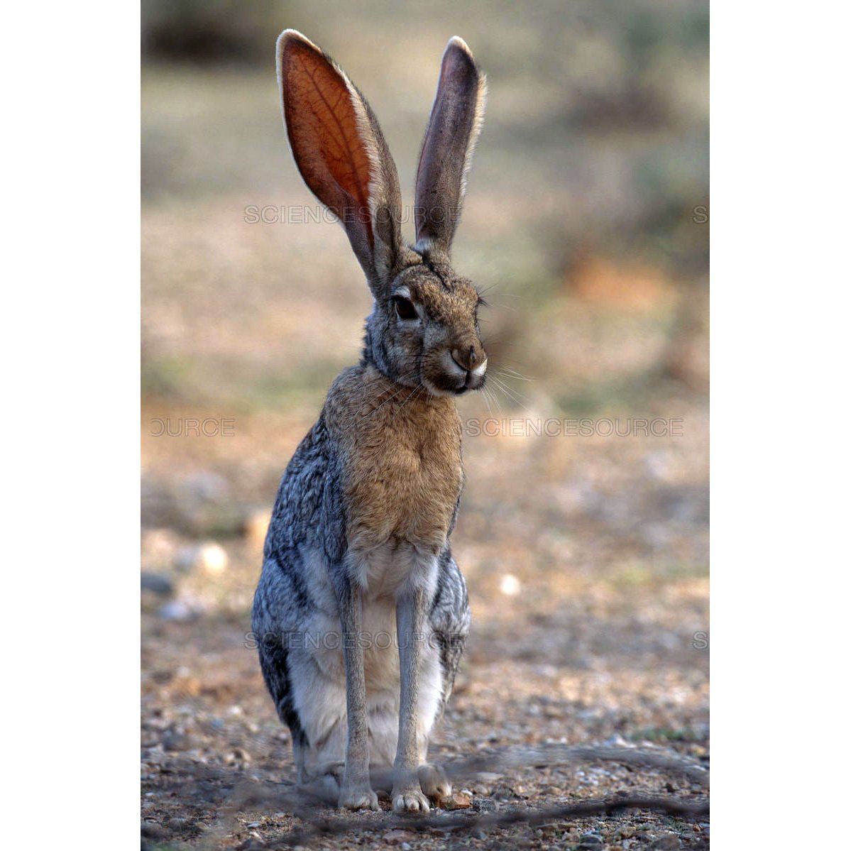 Болотный заяц. Чернохвостый калифорнийский заяц. Заяц толай. Lepus alleni. Чернохвостый заяц Северной Америки.