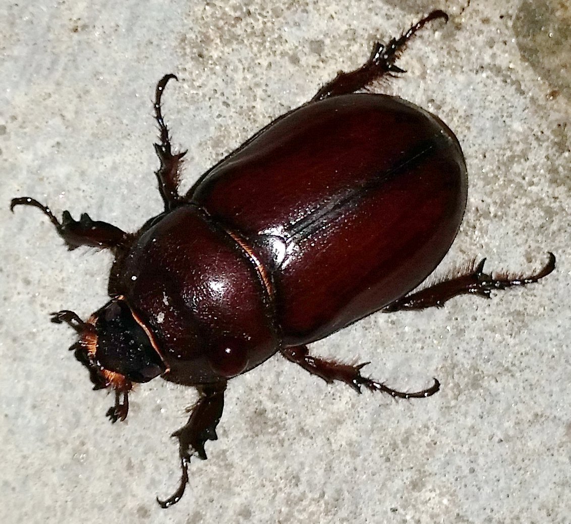 Жуки Теорос