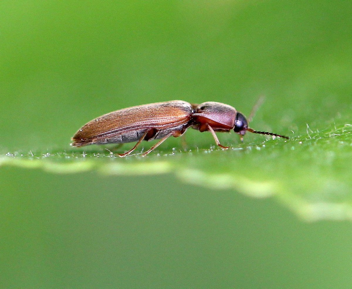 Денхе летающий Жук