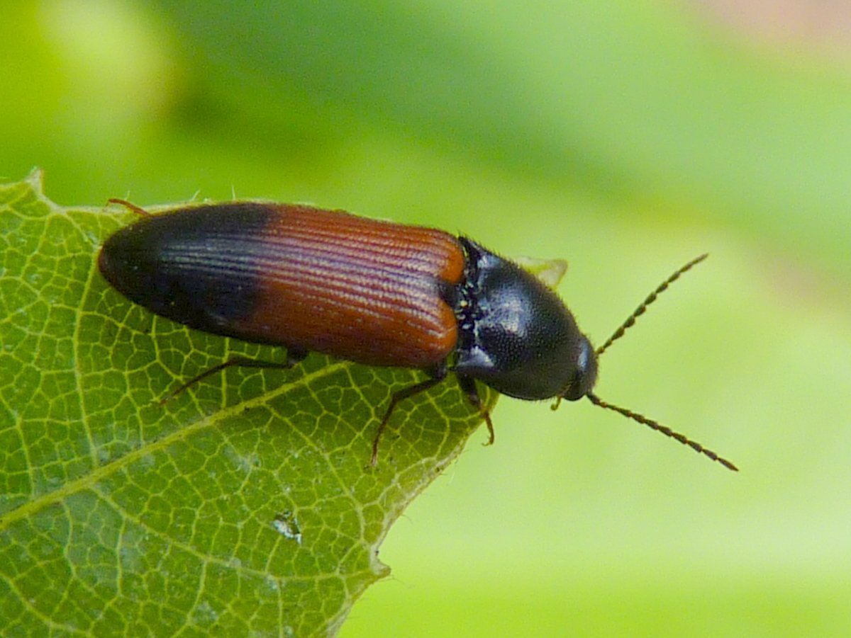Жук хрущак