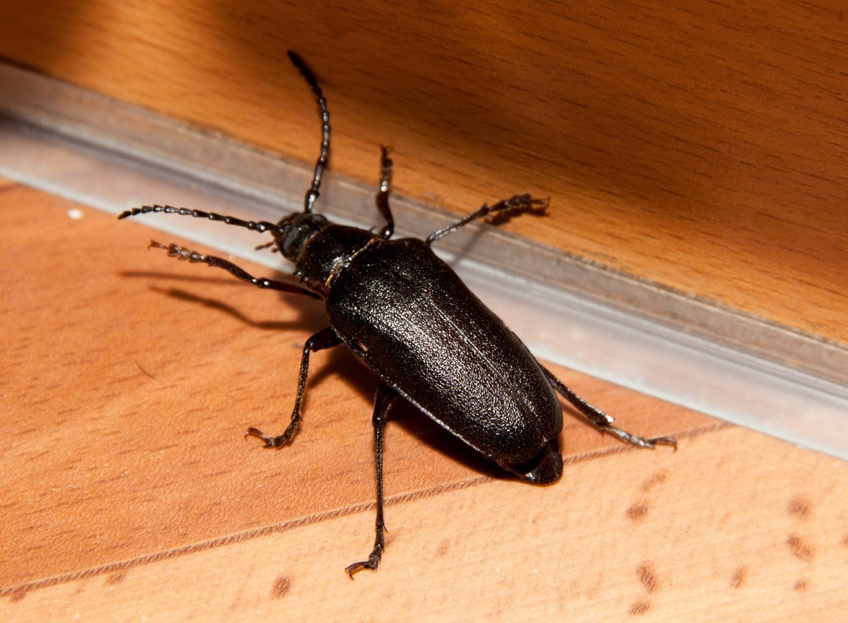 Черный Жук Франкавилла