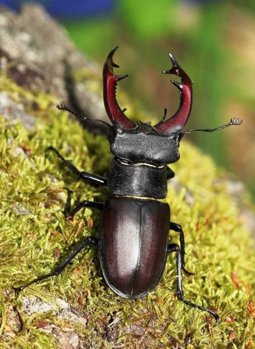 Жук-олень (Lucanus Cervus)