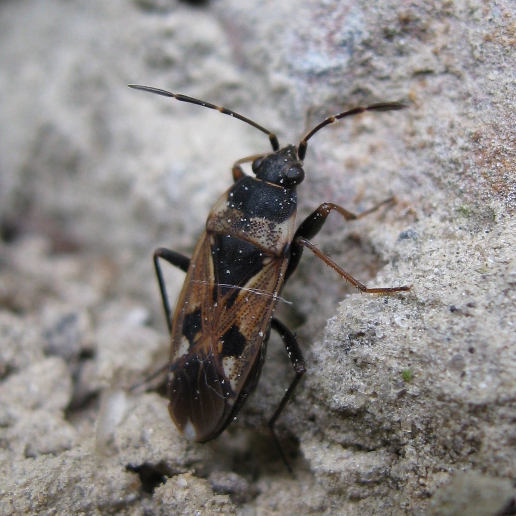 Жук клоп солдатик коричневый