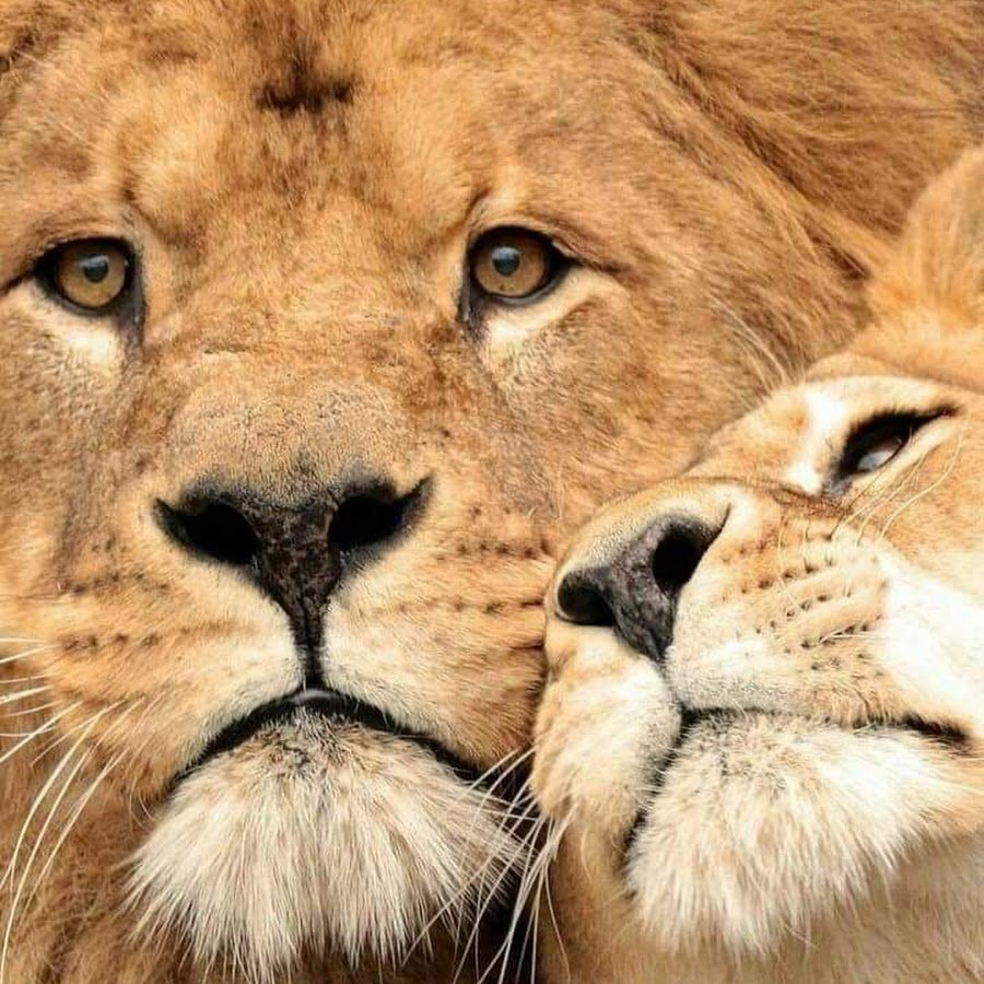 Влюбленная львица