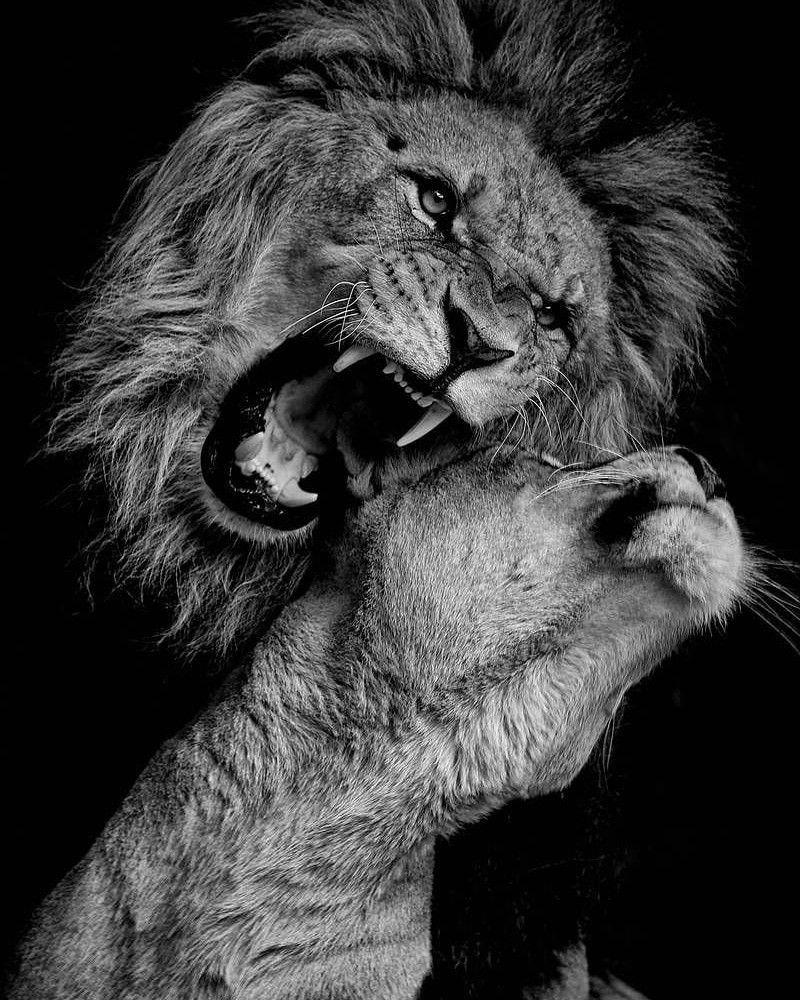 Рычащий Лев на черном фоне