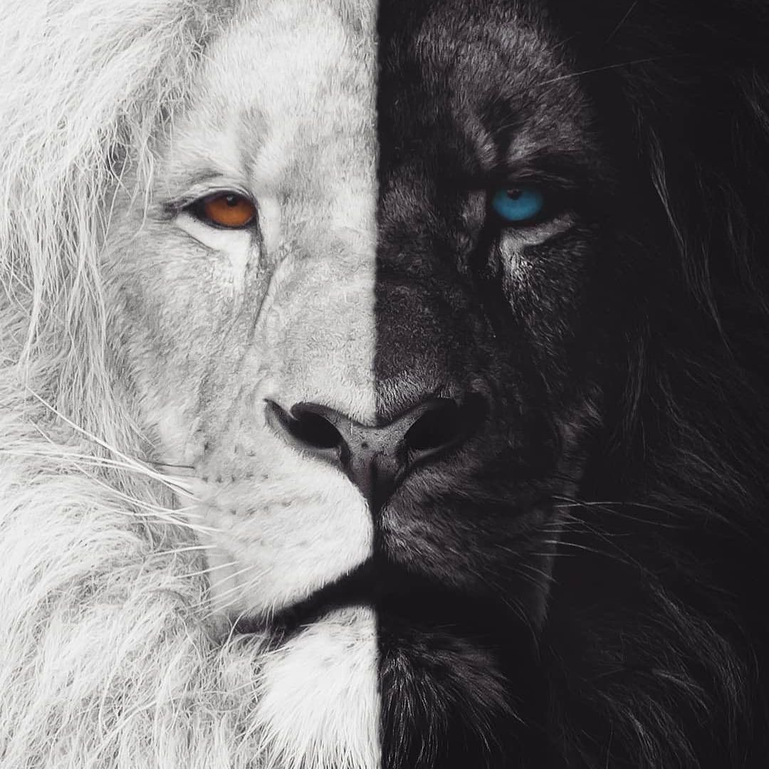 Лев черно белый