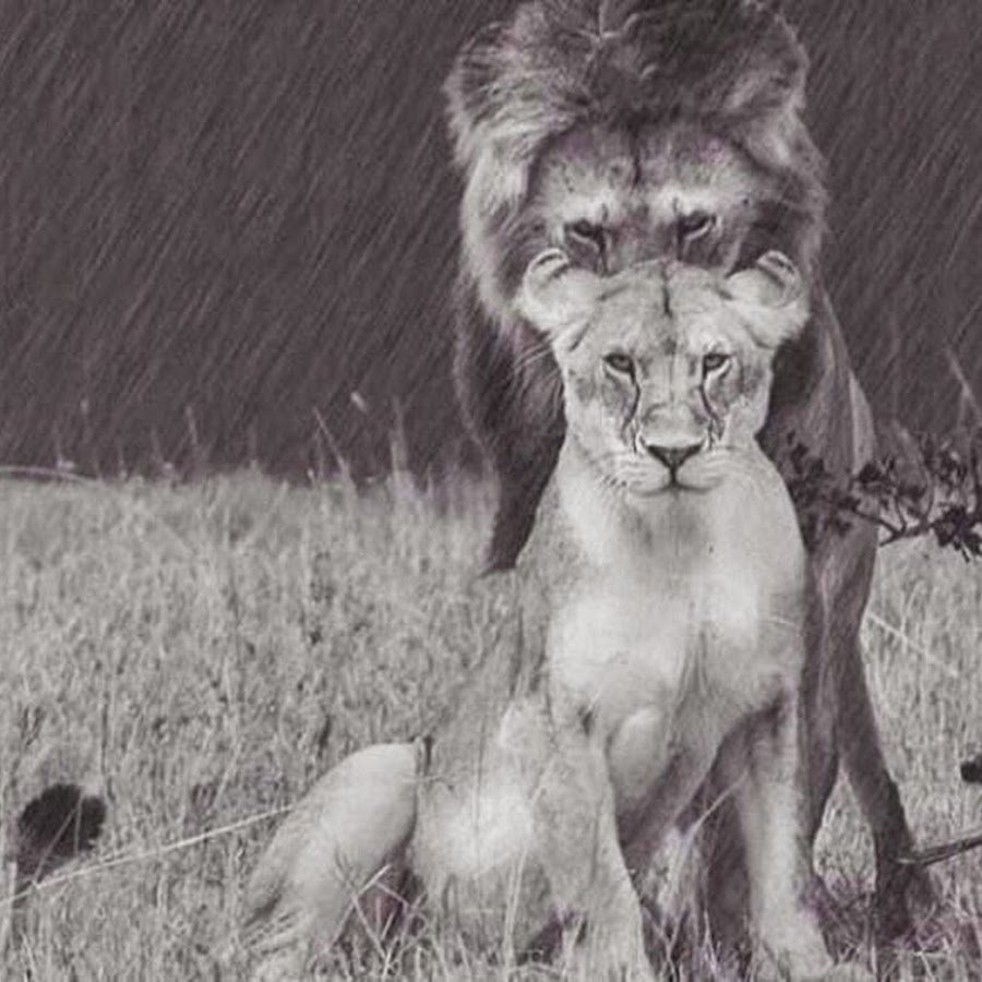 Лев и львица чб