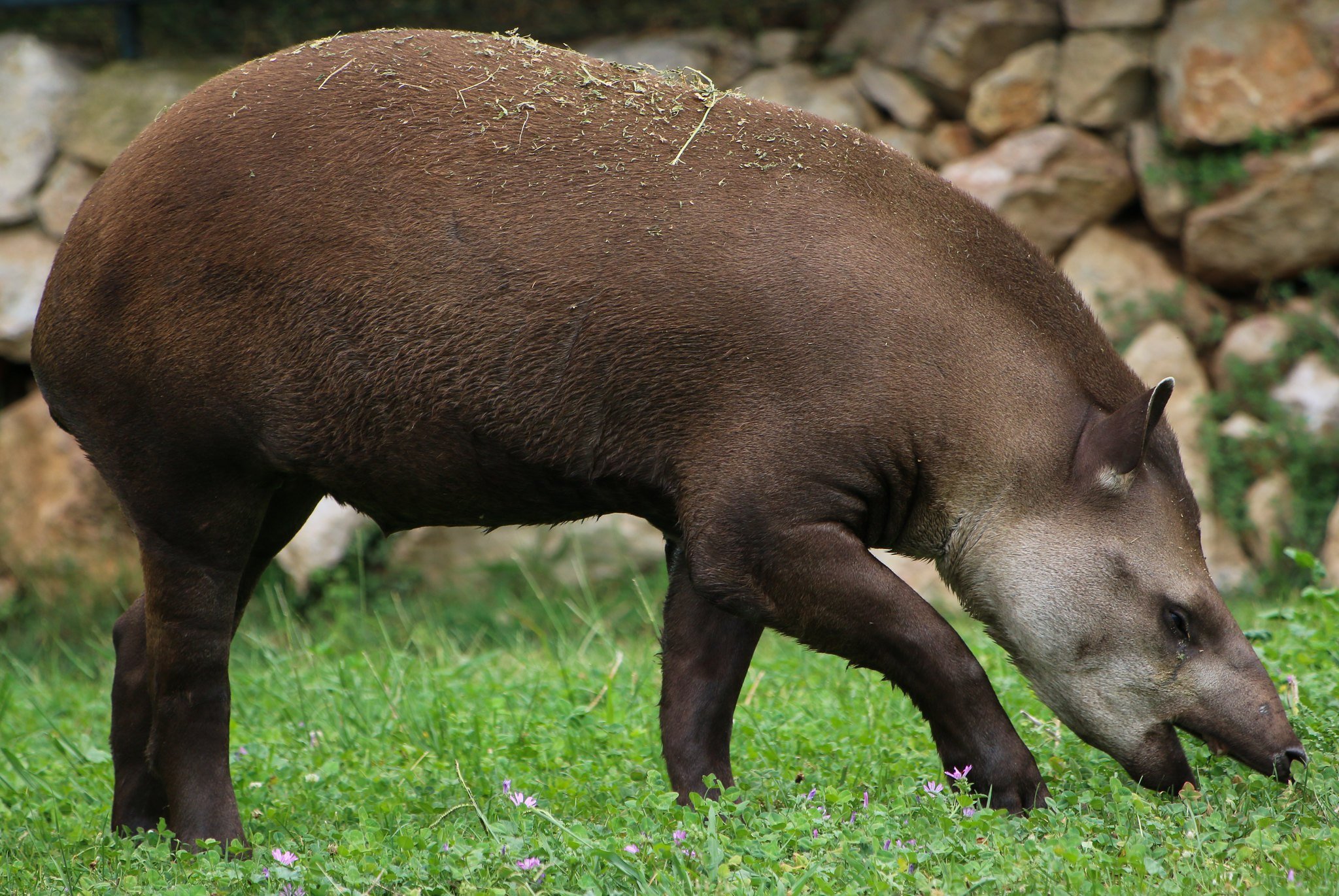 Бегемот парнокопытное или непарнокопытное. Центральноамериканский тапир (Tapirus bairdii). Горный тапир непарнокопытные. Бразильский Равнинный тапир. Равнинный тапир.