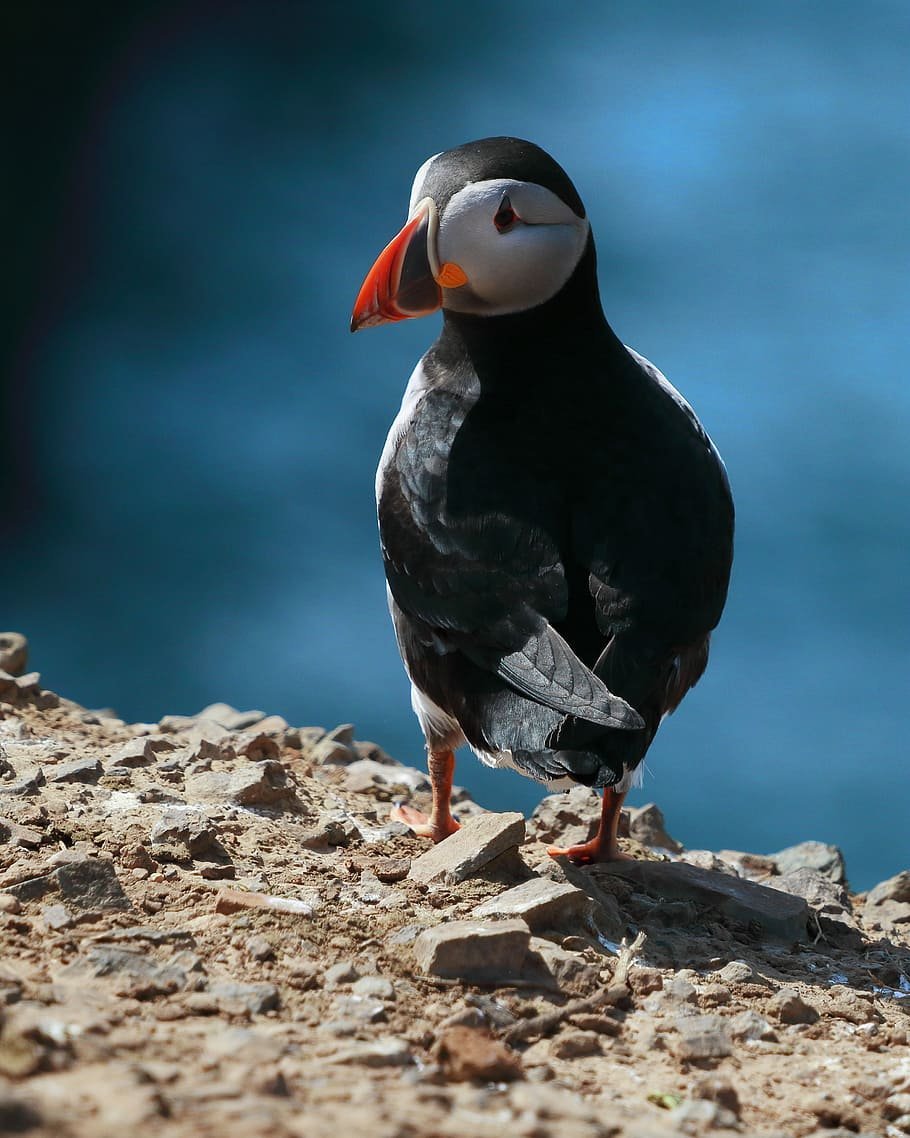 Паффин птица