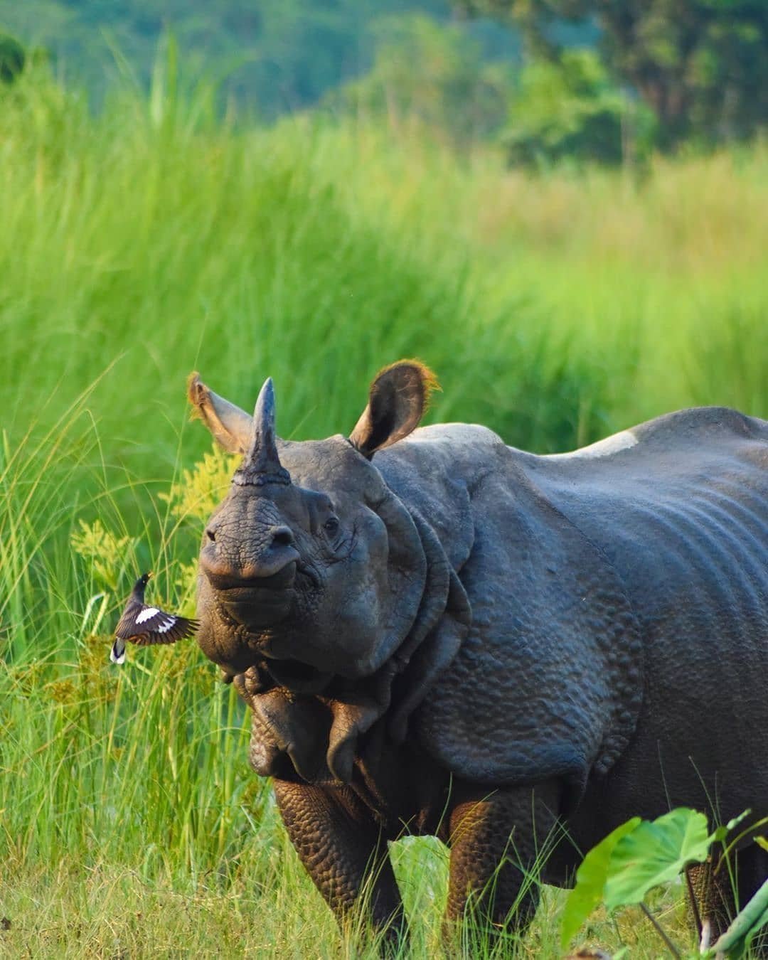 Суматранский носорог. Панцирный носорог. Носорог Непал. Индийский носорог. Носорог цвет