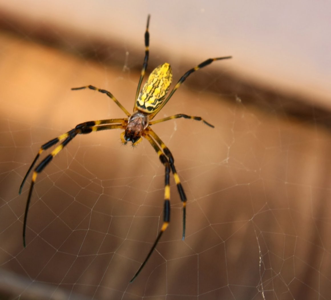 Паук с 2 желтыми полосками