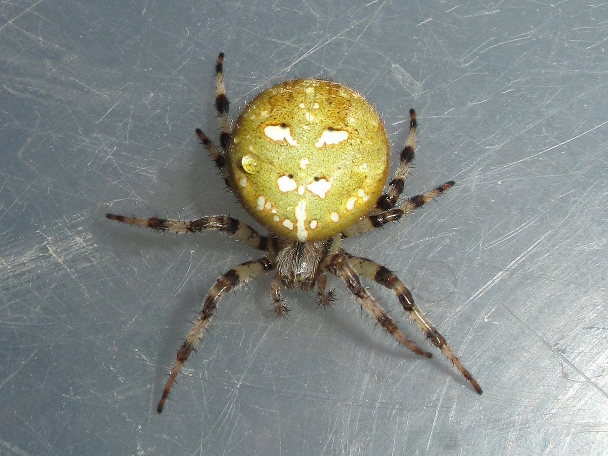 Паук Луговой крестовик