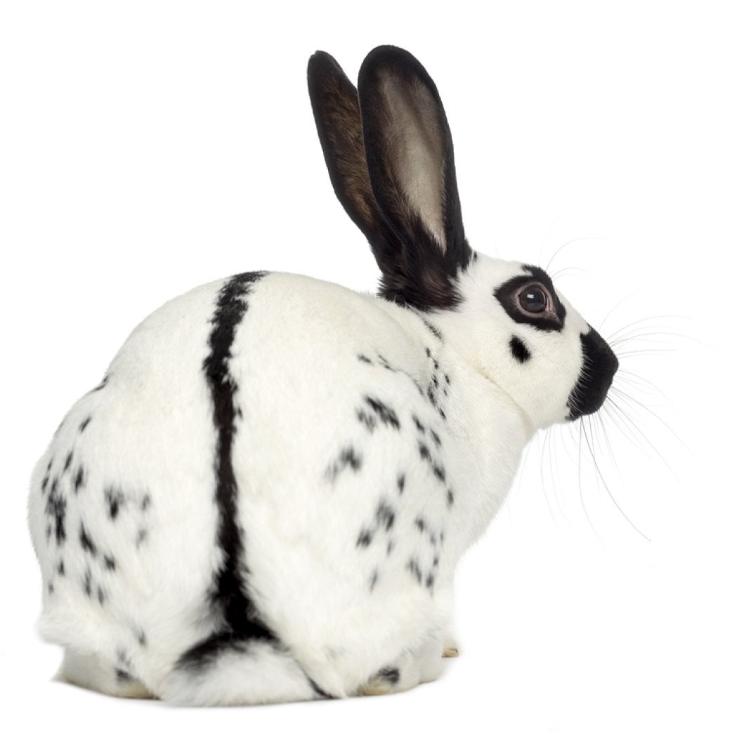 Английский пятнистый кролик