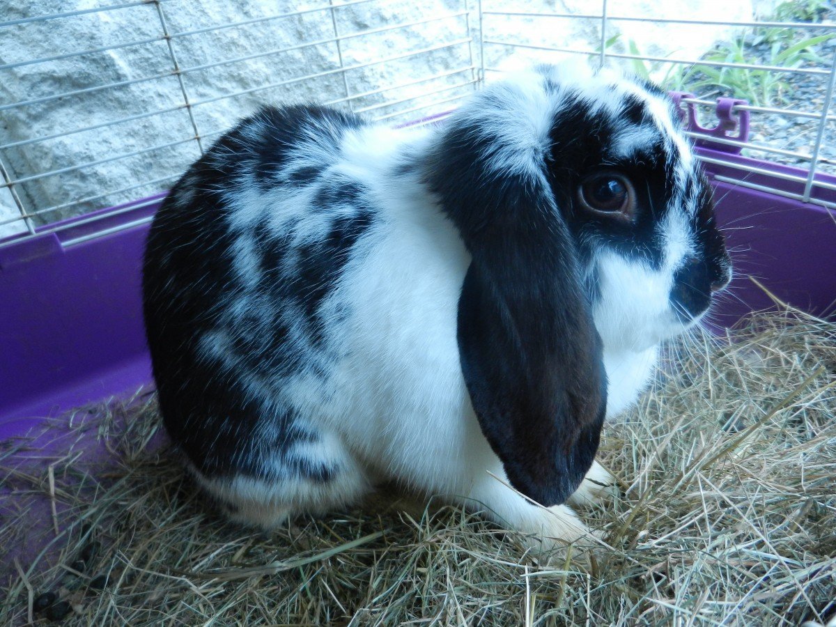 Кролик черно белый