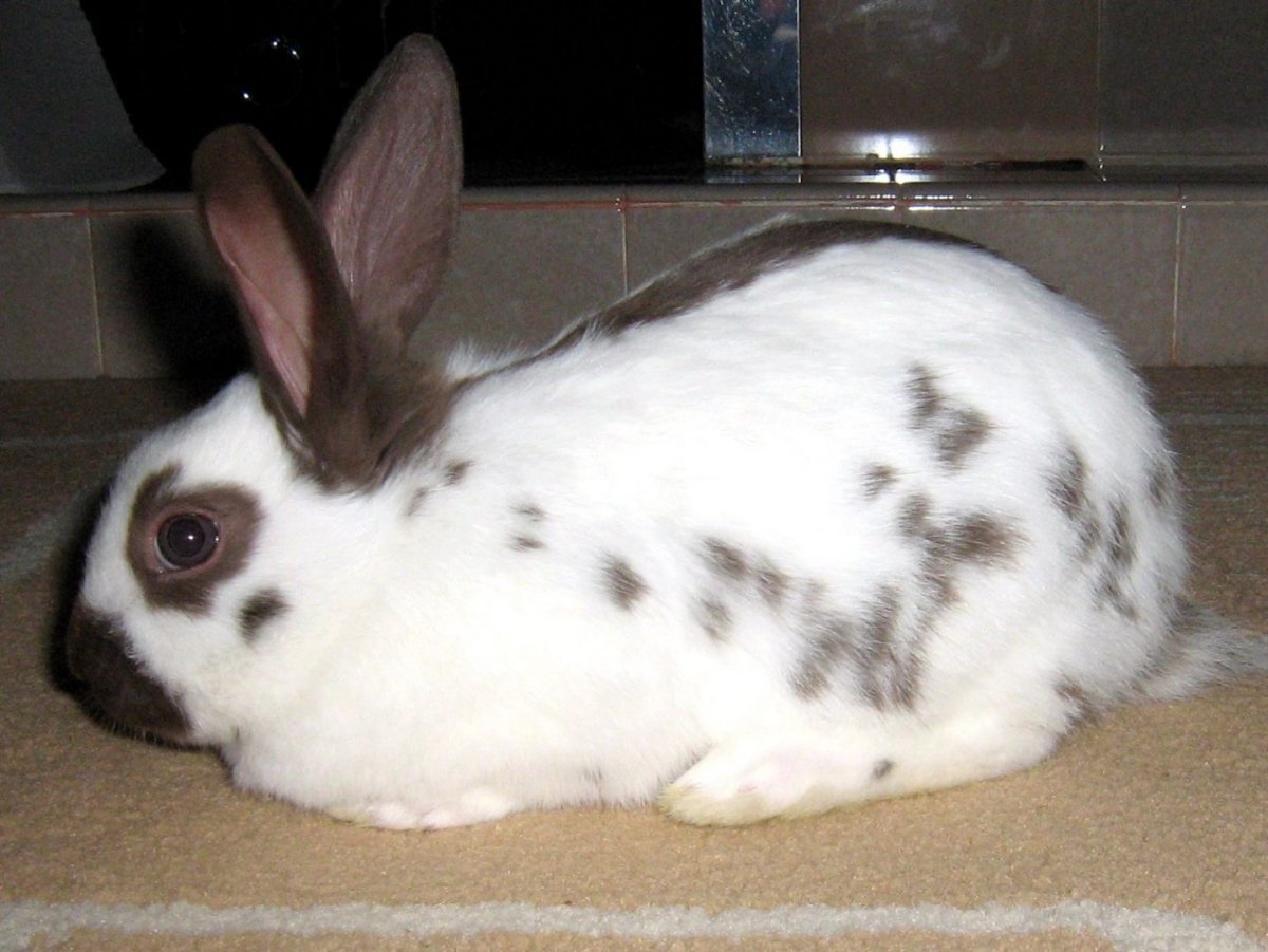 Кролики Мекленбургская бабочка