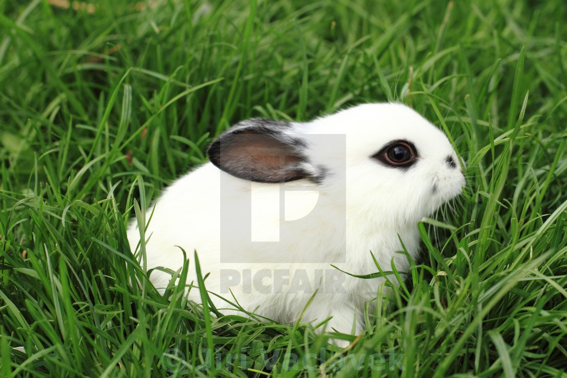 Кролик белый с коричневыми ушами