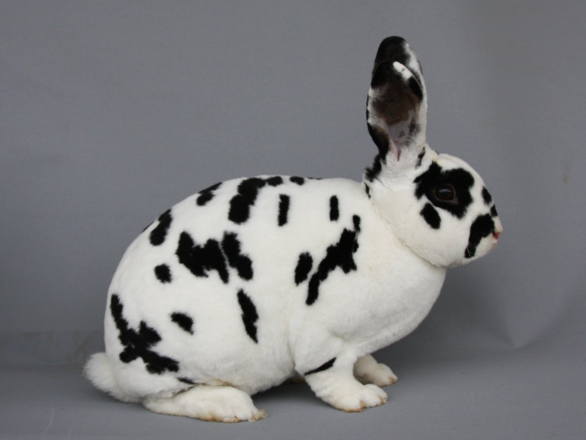 Кролик рекс Далматин