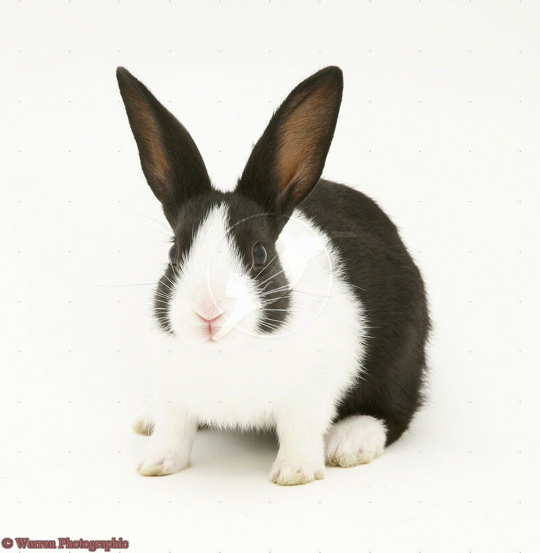 Японские кролики черно белые