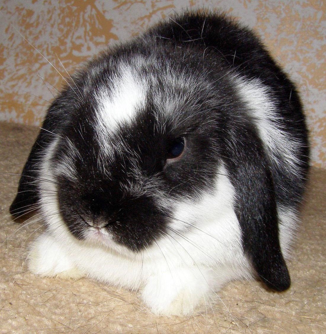 Кролики породы карликовая бабочка