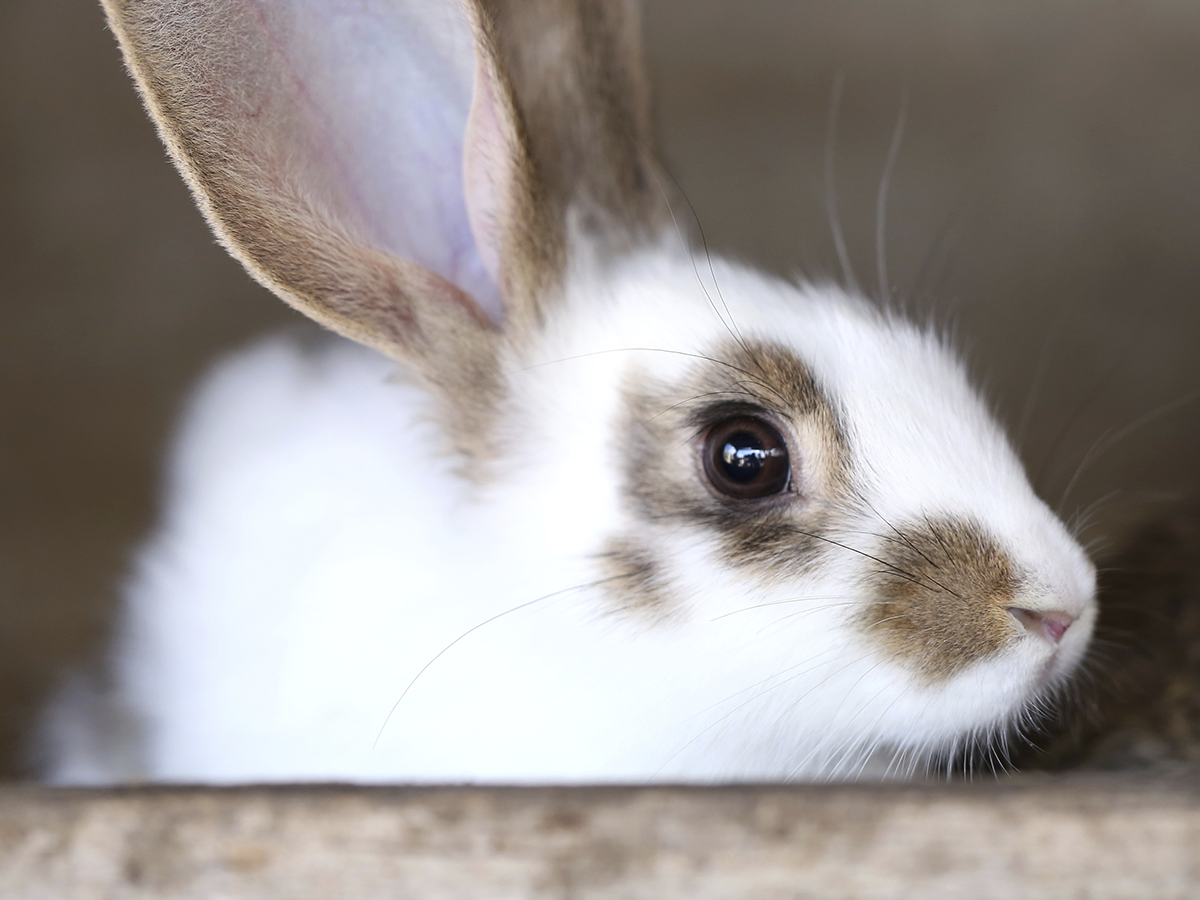 Кролик белый с коричневыми пятнами