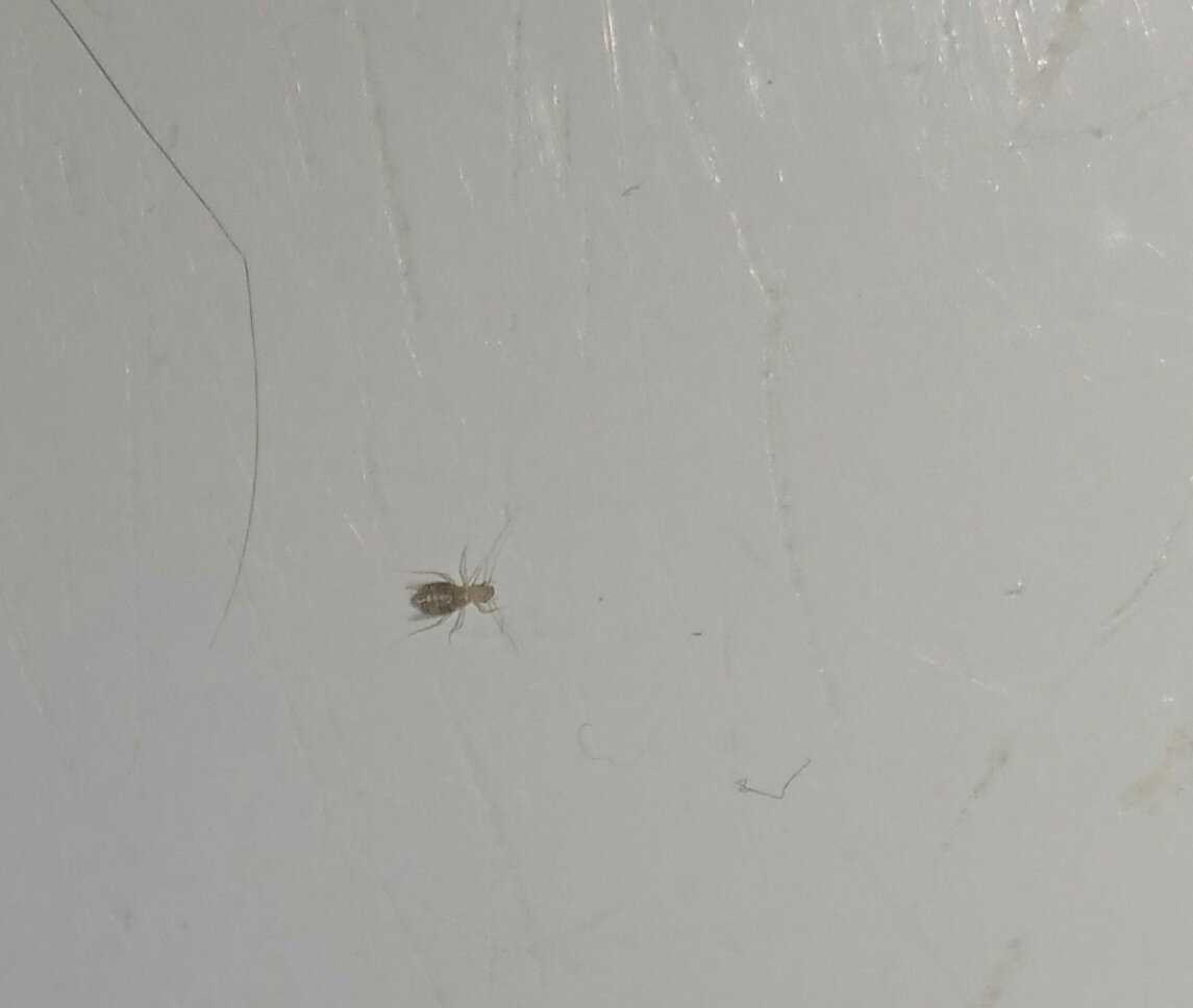 Маленькие прыгучие жучки