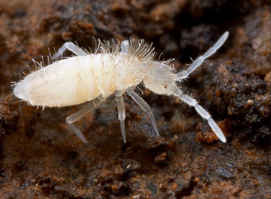 Ногохвостка подура