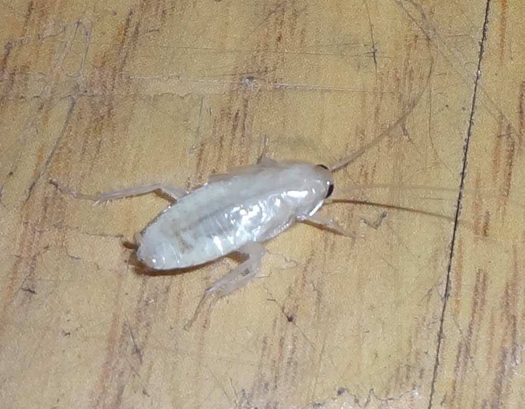 Прусак альбинос