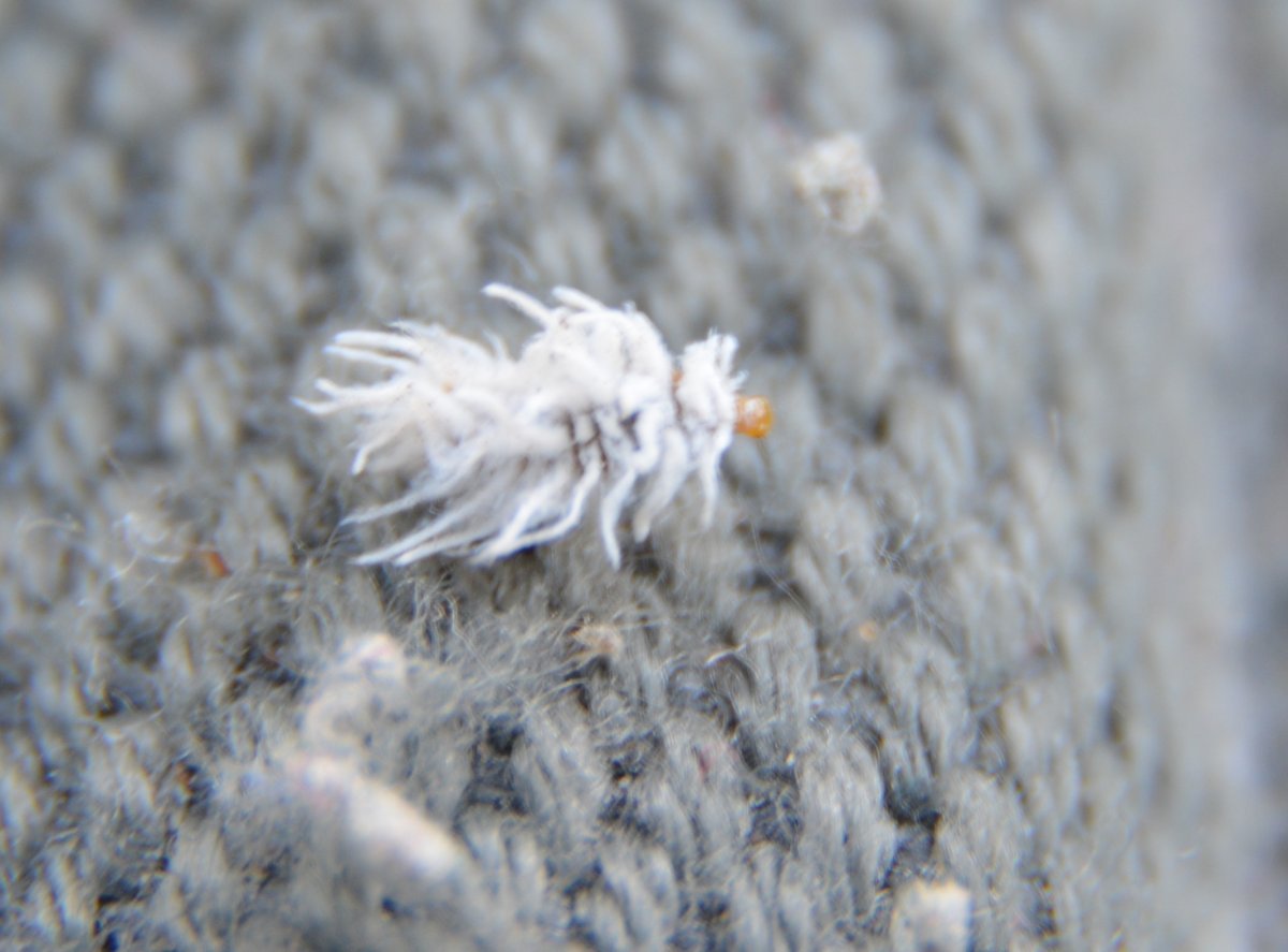 Белый мохнатый Жук