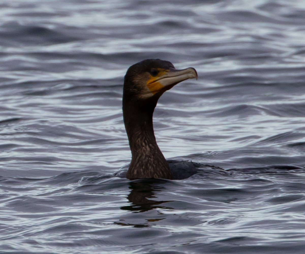 Корморан Баклан